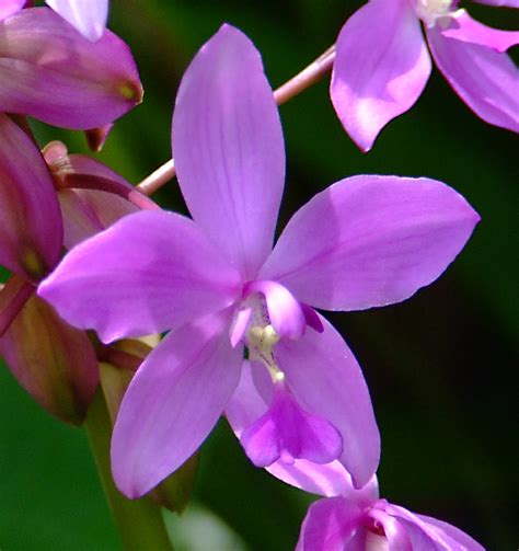 Spathoglottis Plicata Orchidaceae Image At Phytoimages Siu Edu