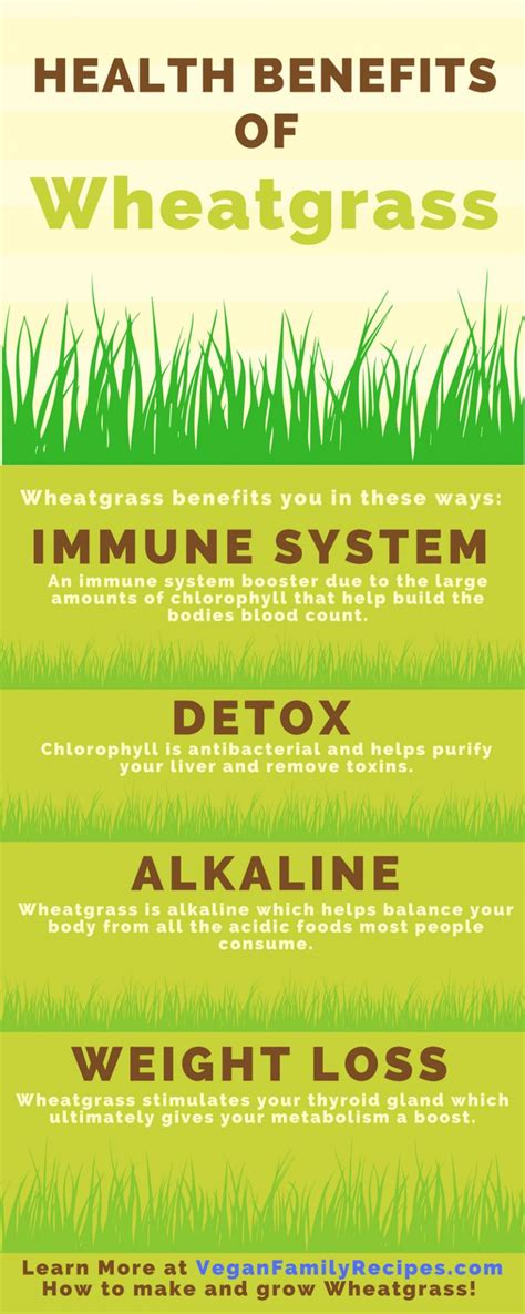 Wheatgrass Health Benefits Infographic Learn All About The Health