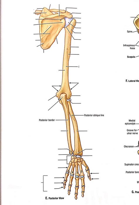 Posterior Upper Limb Muscles Diagram Quizlet Nbkomputer