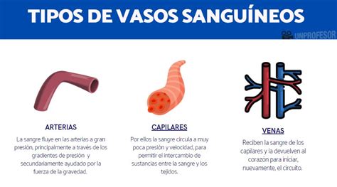 Tipos de VASOS sanguíneos y su función - RESUMEN con VÍDEO