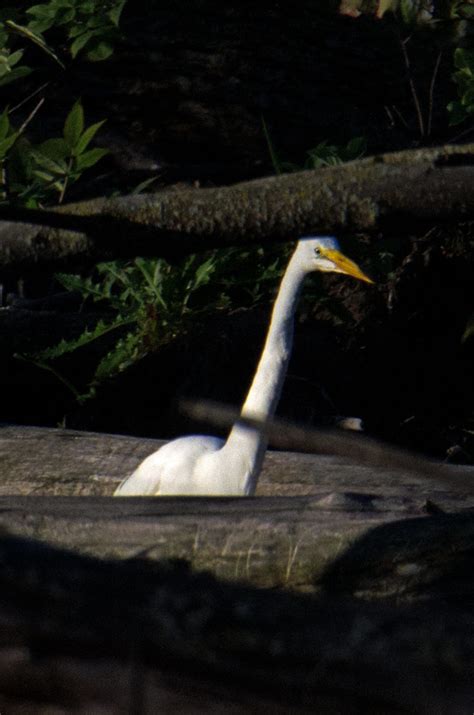 DSC 4655 Great Egret Great Egret Grande Aigrette Ardea Calvin