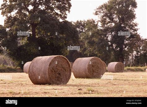 Large Bales Of Hay Grass Cut For Winter Cattle Food Cattle Forage