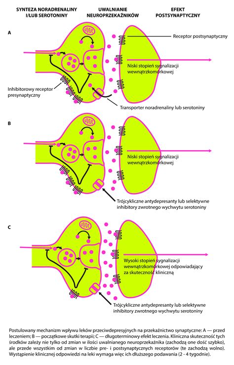 Mechanizm Dzia Ania Lek W Przeciwdepresyjnych Infografika Korki Z
