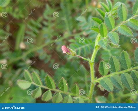 Gram Plant Flower in Field. Stock Photo - Image of leaf, organic: 212425016