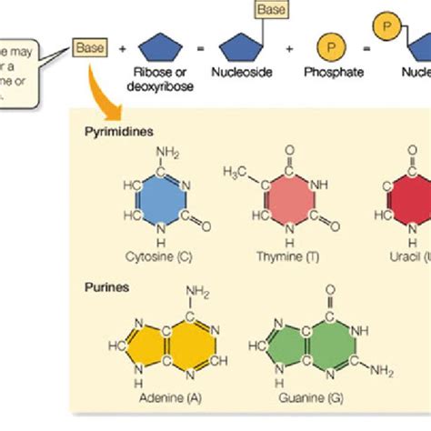 What Are The Three Main Parts Of An Rna Nucleotide