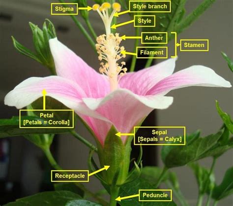 Reproduction In Plants Upper Sec Science