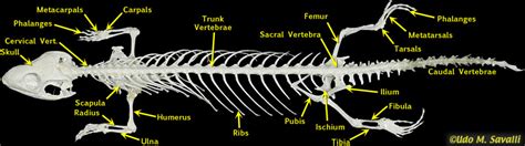 Physiology The Common Five Lined Skink