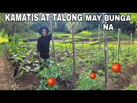 PALILIMAS NG HITO DALAG MGA KAMATIS AT TALONG MAY BUNGA NA Videos