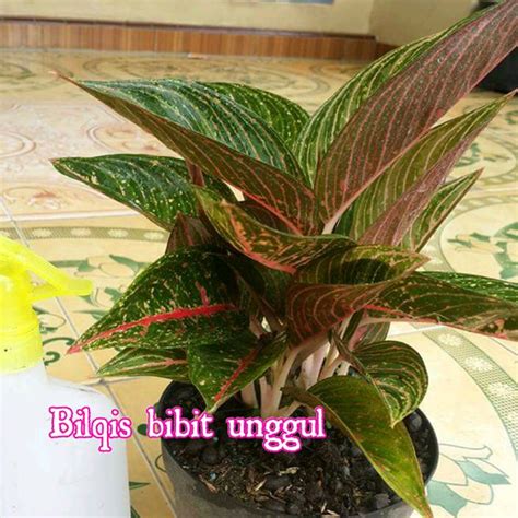 Jual Bibit Bunga Aglonema Green Legacy Di Lapak BILQIS Bibit Unggul