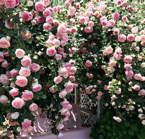 Creeper Rose Plant Pink GreenOxyHome