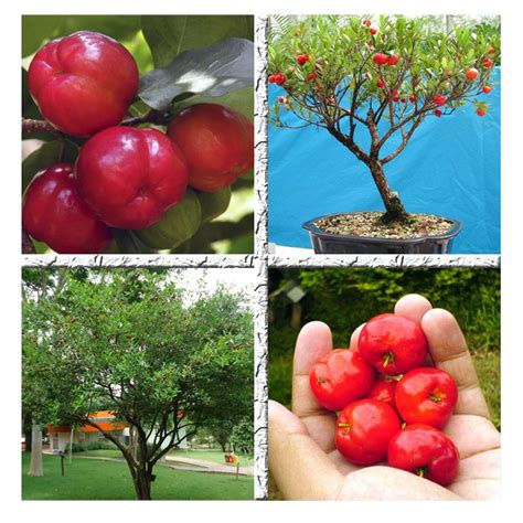 Sementes De Acerola Gigante Okinawa Doce Para Plantio De Mudas Shopee