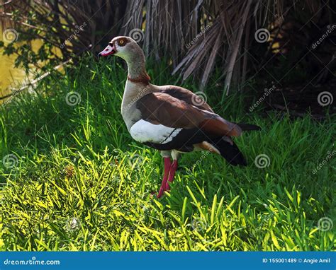 Florida Duck Brown White And Tan Stock Image Image Of Silver