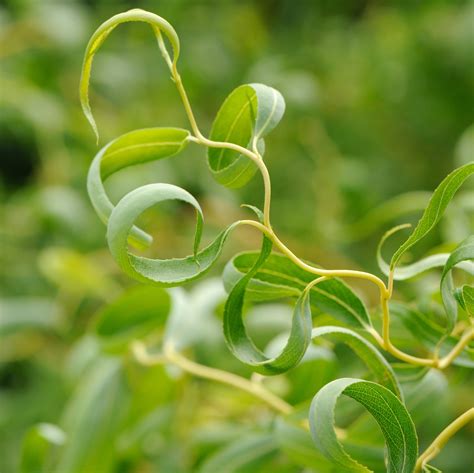 Curly Willow Easy To Grow Bulbs