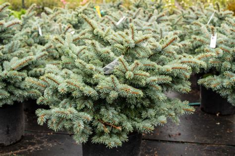 Spruce Blue Globe Multiple Sizes Buck Jones Nursery