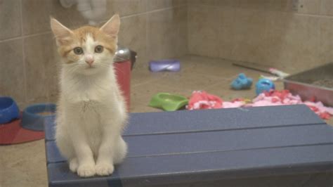 Animal Allies Humane Society Seeking Foster Families - Fox21Online