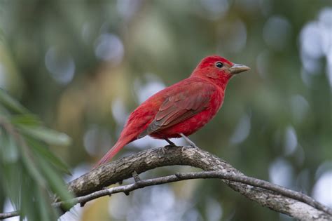 Bird Summer Tanager Ornithology Free Photo On Pixabay