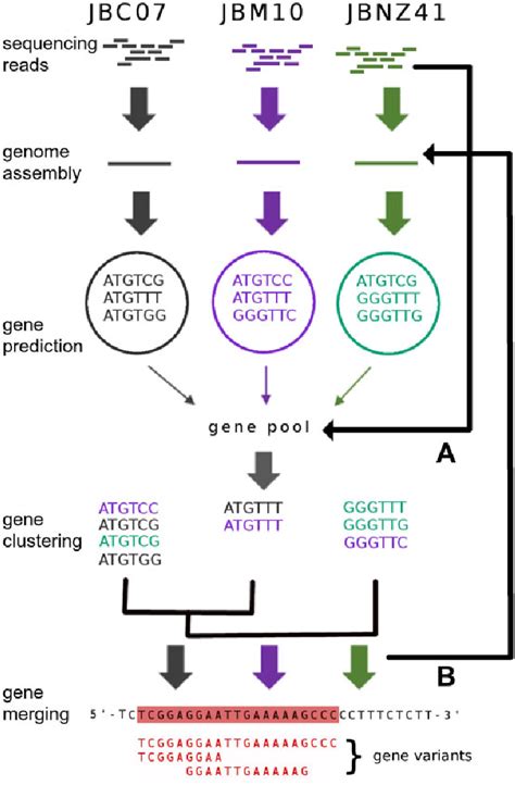 Flow Chart Of Gene Prediction And Analysis Augustus Stanke Et Al