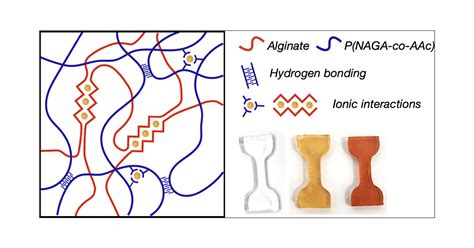 Hybrid Hydrogels With Orthogonal Transient Cross Linking Exhibiting