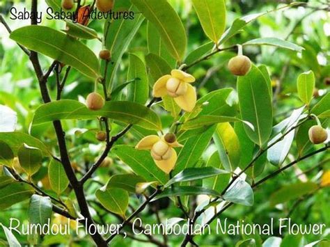 Cambodia National Flower Rumdul | Best Flower Site