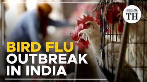 All About The Bird Flu Outbreak In India Youtube