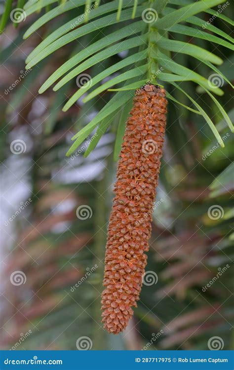 Living Fossil Wollemi Pine Wollemia Nobilis Male Cone Stock Image