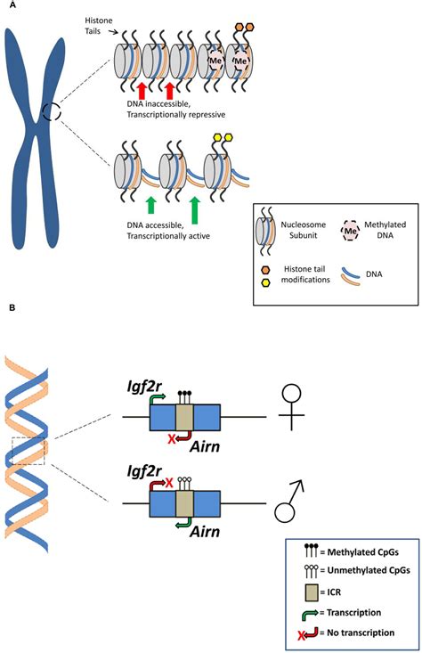 Frontiers Genomic Imprinting Effects On Complex Traits In