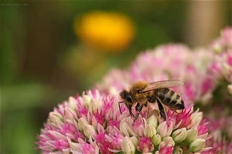 Fetthenne Biene Jörg Weitzenberg Flickr