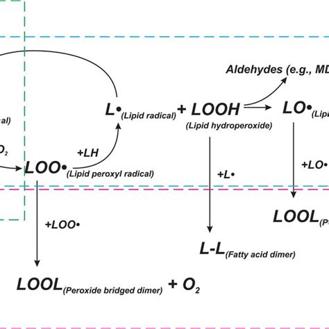 scheme  lipid peroxidation chain reaction lipid peroxidation chain