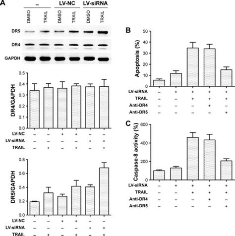 Full Article Downregulation Of Dcr3 Sensitizes Hepatocellular