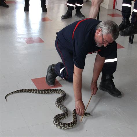 Bresse Comment capturer des serpents Réponse en images