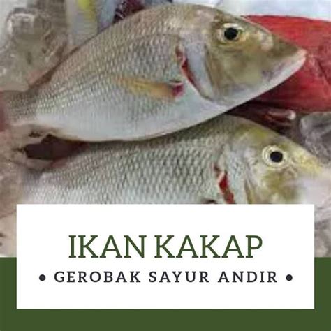 Jual IKAN KAKAP PUTIH Kg Shopee Indonesia