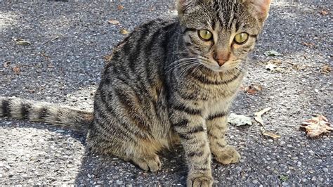 Finger Weg Von Fremden Katzen