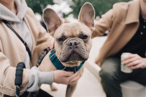 The French Bulldog Is The No 1 Most Popular Dog Breed In The Us