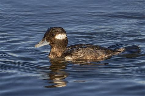 Female Bufflehead Swimming Stock Photo Image Of Avian