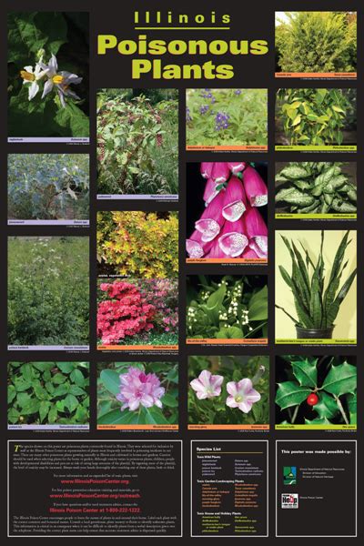 Toxic plants in the garden: Tips and recommendations - Complete Gardering