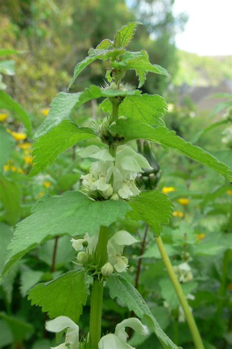 Wei E Taubnessel Lamium Album Wei E Taubnessel Lami Flickr