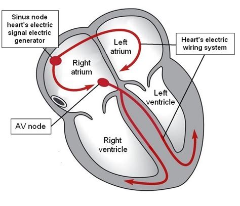 Electrical Wiring Of The Heart Home Wiring Diagram