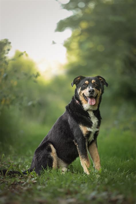 Pecanon Chiots Nordiques