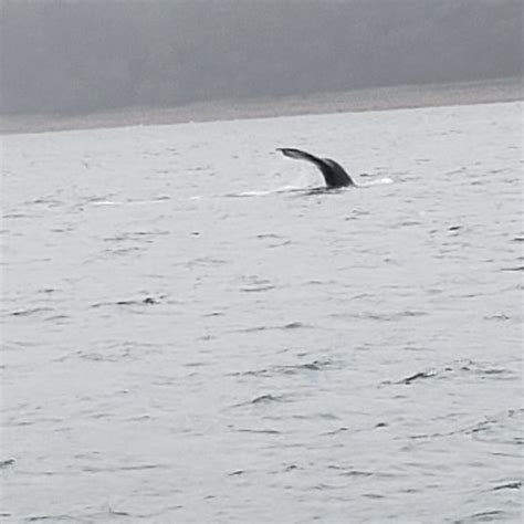 Juneau Wildlife Whale Watching Mendenhall Glacier