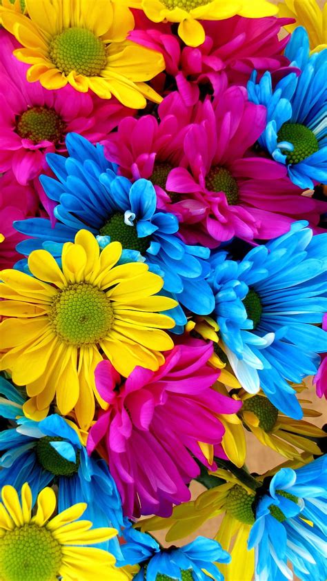 Colorful Daisies Daisy Flower Flowers HD Phone Wallpaper Peakpx