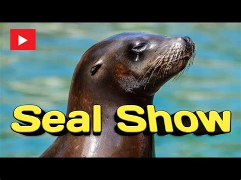 Seal Show In Dammam Saudi Arabia L Dolphin Village In Dammam Saudi