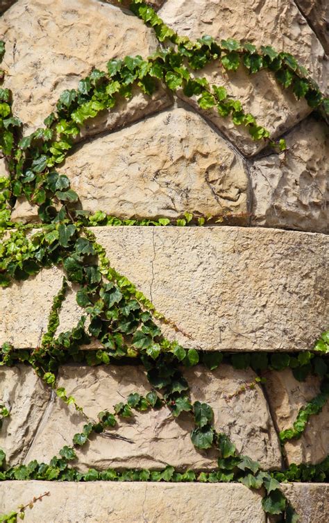 Rock Pillar Texture Ivory Brick Stone Stock Image Green Vine Texture X