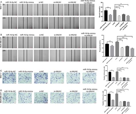 Effects Of Mir P And Anln On Bc Cell Migration And Invasion A B