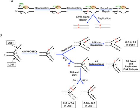 Consequences of cytosine deamination. (A) Consequences of cytosine... | Download Scientific Diagram