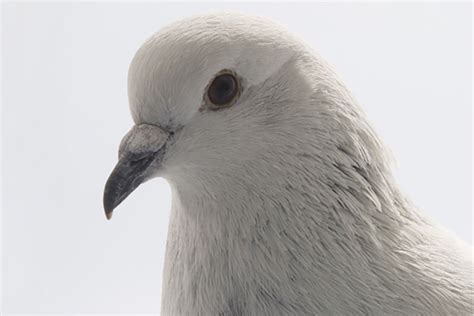 The Ice Pigeon: Breed Guide - NE Pigeon Supplies