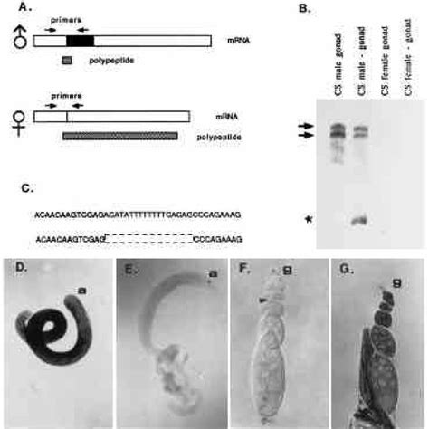 A Working Model Of Germ Line Sex Determination In Drosophila Some Of