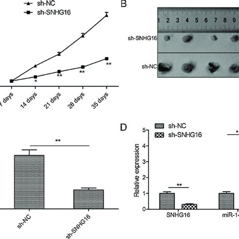 Snhg Knockdown Suppressed Rb Tumor Growth In Vivo A The Tumor