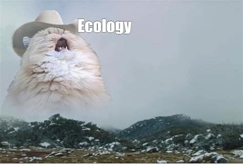 Meme Ecology All Templates Meme