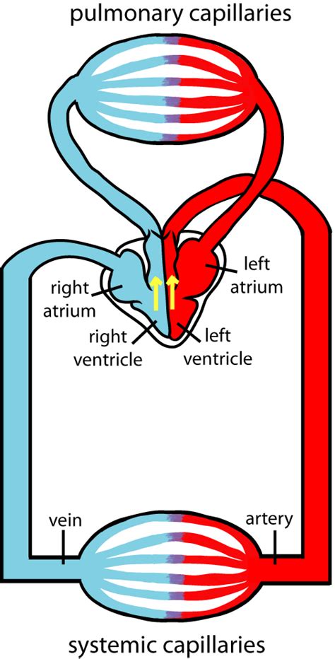 Respiratory System 