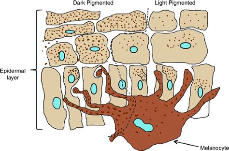 Melanocytes And Melanin